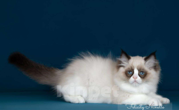 Кошки в Москве: Рэгдолл котята  Девочка, Бесплатно - фото 3