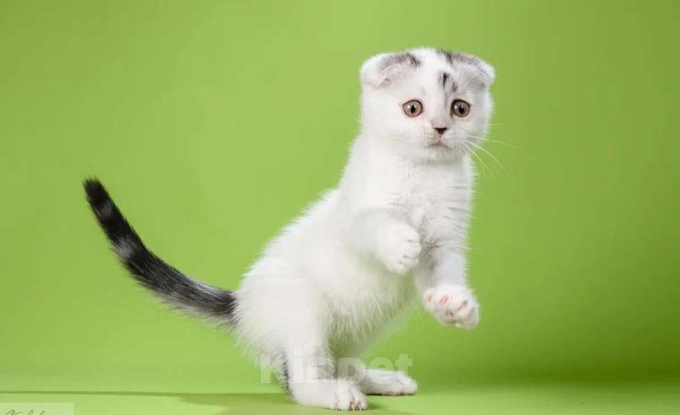 Кошки в Москве: Шотландские мальчики Мальчик, 50 000 руб. - фото 3