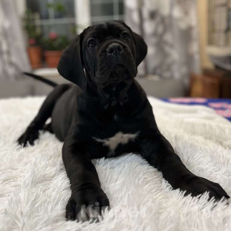 Собаки в других городах Московской области: Щенки Итальянского Кане Корсо! Девочка, 120 000 руб. - фото 5