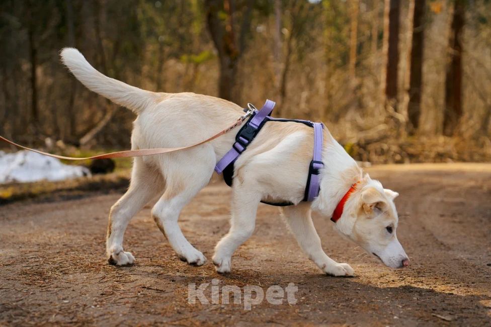 Собаки в Красногорске: Щенок Афина 4 месяца ищет дом Девочка, Бесплатно - фото 6