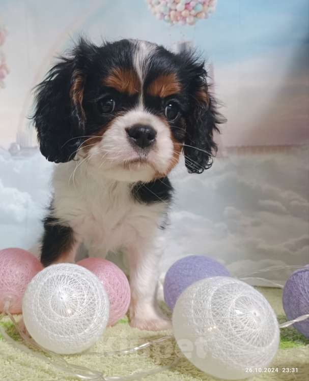 Собаки в Ярославле: щенки Кавалер Кинг Чарльз спаниель Девочка, 80 000 руб. - фото 5