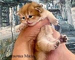 Кошки в Челябинске: Британская длинношерстная девочка by 12 Девочка, 65 000 руб. - фото 2