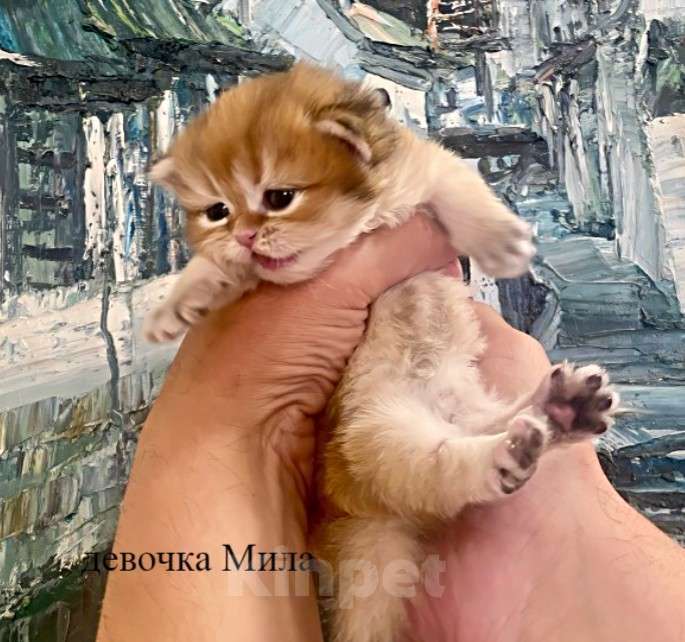 Кошки в Челябинске: Британская длинношерстная девочка by 12 Девочка, 65 000 руб. - фото 2