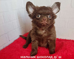 Собаки в Санкт-Петербурге: Шоколадный мальчик Мальчик, 50 000 руб. - фото 2
