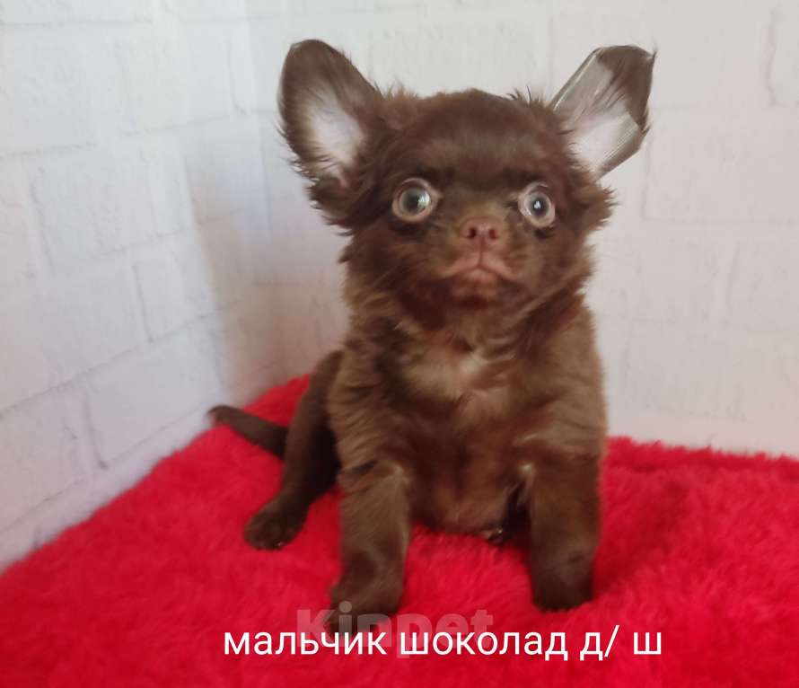 Собаки в Санкт-Петербурге: Шоколадный мальчик Мальчик, 50 000 руб. - фото 2