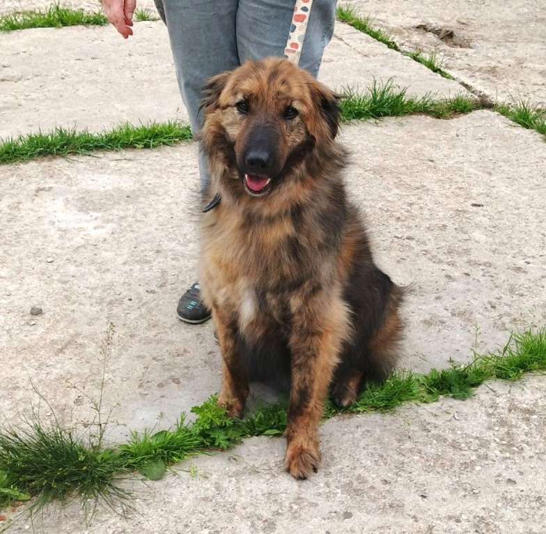 Собаки в Москве: Тигруша живет надеждой встретить свою семью! Мальчик, Бесплатно - фото 8