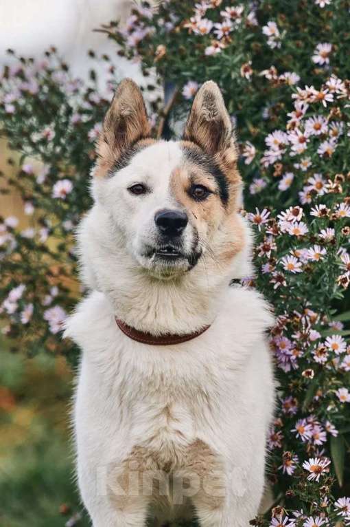 Собаки в Сергиеве Посаде: Айс якутенок в добрые руки Мальчик, Бесплатно - фото 8