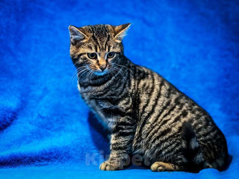 Кошки в Москве: Котята-подростки британской породы в добрые руки Мальчик, Бесплатно - фото 10