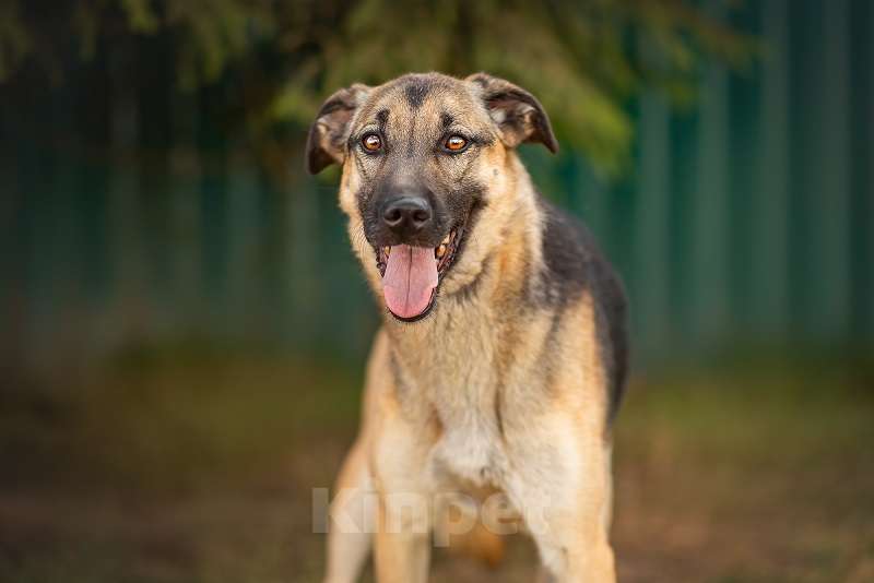 Собаки в Москве: Грей Мальчик, Бесплатно - фото 5