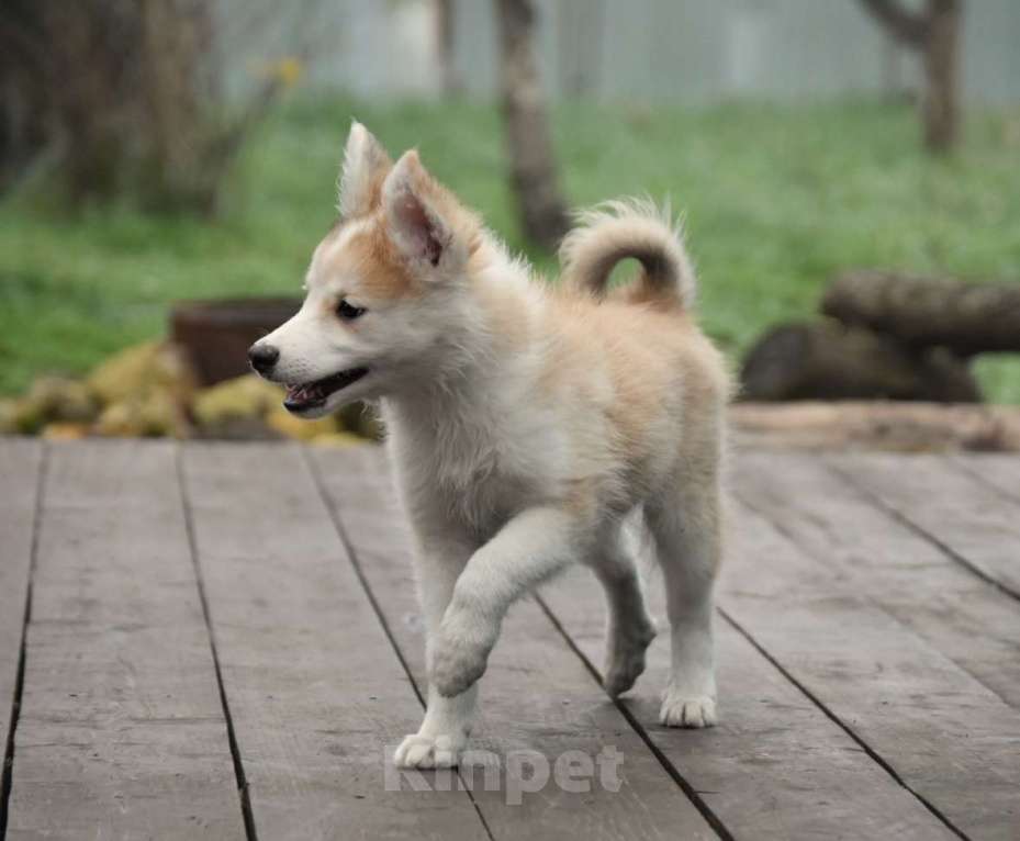 Собаки в Москве: Ненецкая оленегонная лайка, кобель Жгучий перчик.  Мальчик, 60 000 руб. - фото 6