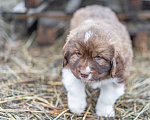 Собаки в Рязани: Щенок болгарской овчарки, собака для охраны Мальчик, 70 000 руб. - фото 8