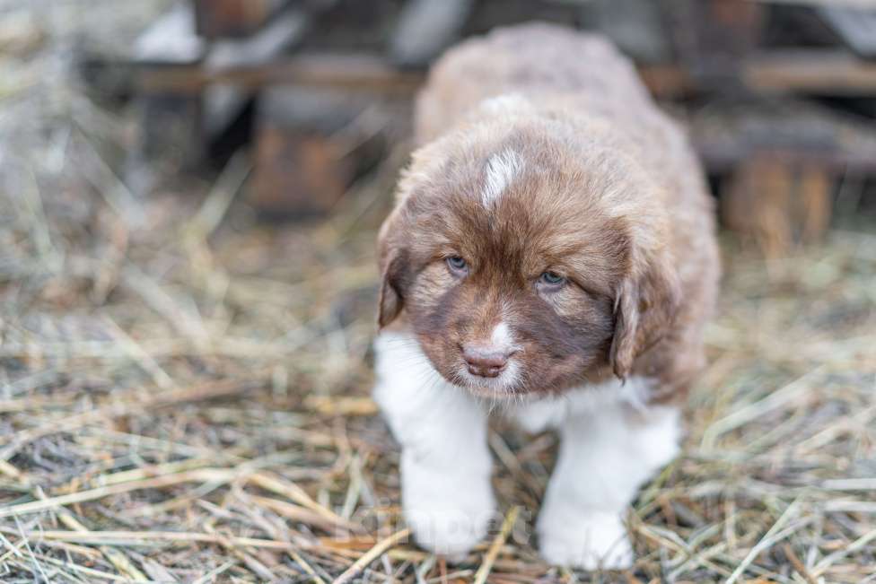 Собаки в Рязани: Щенок болгарской овчарки, собака для охраны Мальчик, 70 000 руб. - фото 8