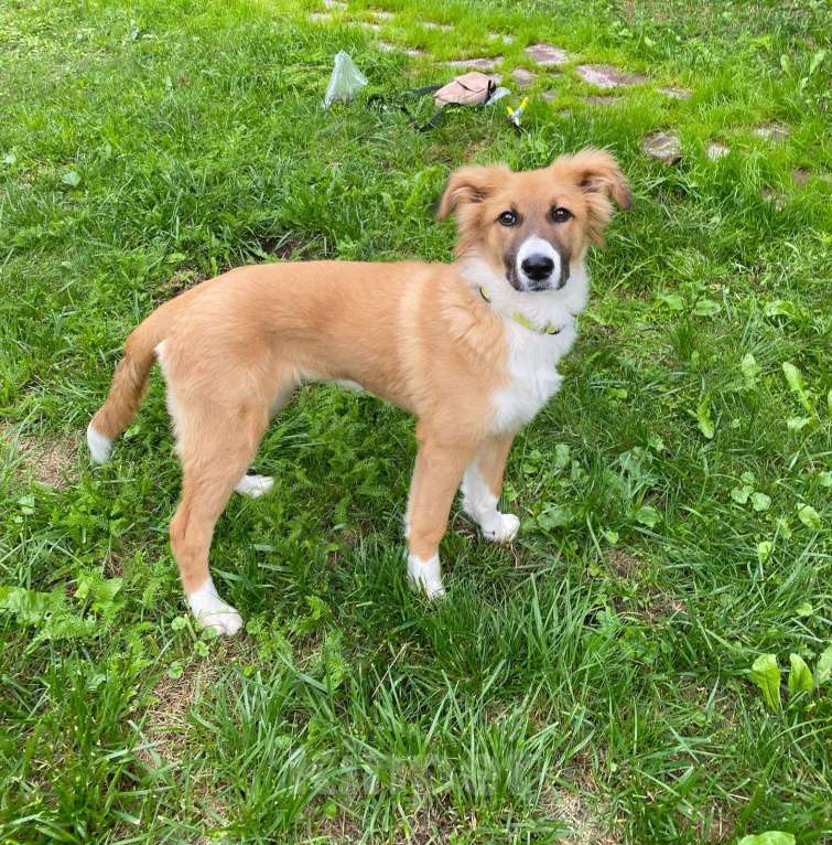 Собаки в Москве: Мишель Девочка, Бесплатно - фото 3