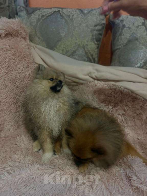 Собаки в Сочи: Помиранский шпиц щенок  Девочка, 20 000 руб. - фото 2