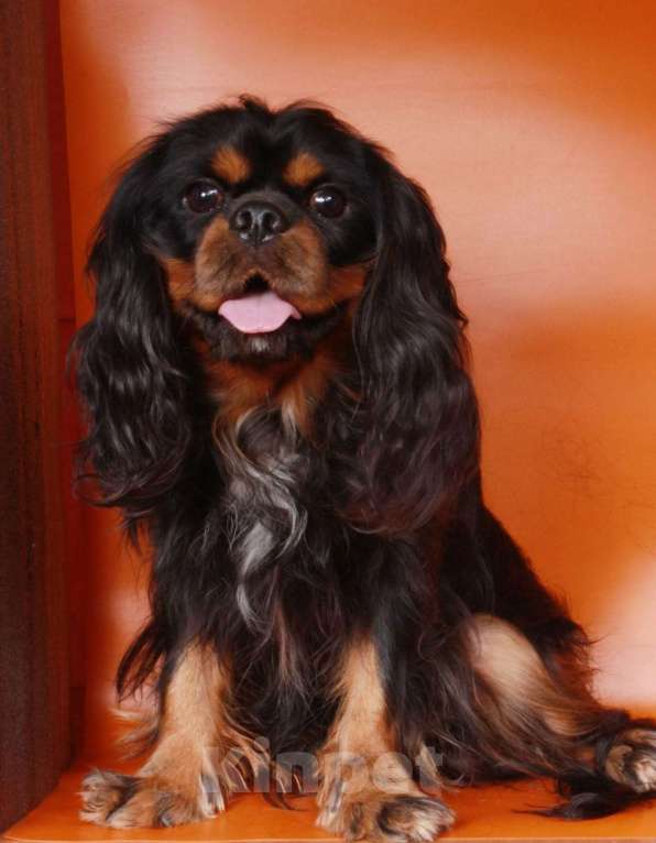 Собаки в Рязани: Мальчик подращенный Кавалер Кинг Чарльз Спаниель  Мальчик, 70 000 руб. - фото 4