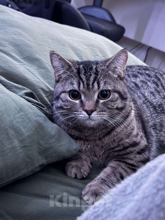 Кошки в Челябинске: Отдам кота в добрые руки  Мальчик, Бесплатно - фото 2