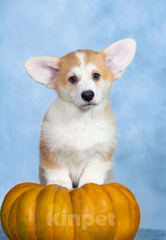 Собаки в Москве: Вельш корги пемброк  Мальчик, 100 000 руб. - фото 2