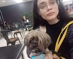 Собаки в других городах Московской области: Пропала собака Мальчик, Бесплатно - фото 2