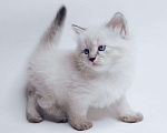 Кошки в Ливны: Невская маскарадная (котята), 35 000 руб. - фото 3
