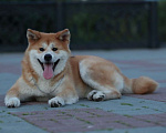 Собаки в Москве: Щенок Акита-ину Девочка, 50 000 руб. - фото 1