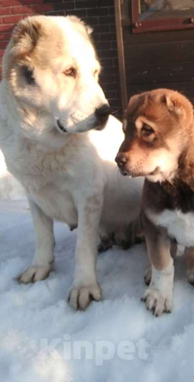 Собаки в других городах Московской области: Алабай Девочка, 50 000 руб. - фото 3