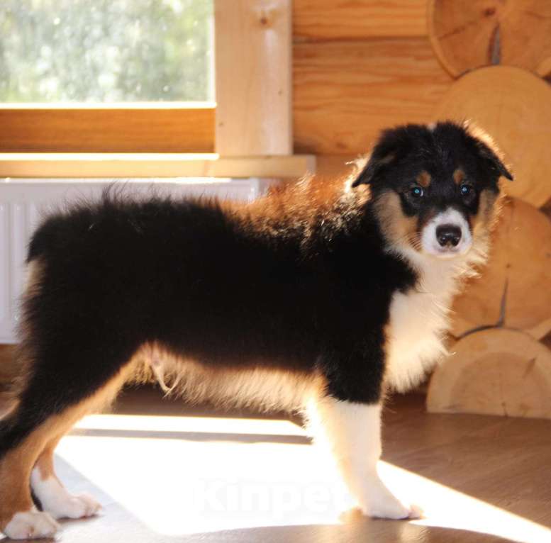 Собаки в Твери: Щенки австралийской овчарки (аусси) 4 мес Девочка, 30 000 руб. - фото 4