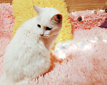 Кошки в Санкт-Петербурге: Белая кошка ищет дом Девочка, 200 руб. - фото 3