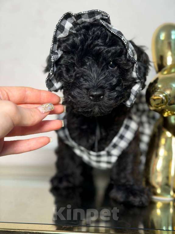 Собаки в Красногорске: Мальтипу девочка Девочка, 60 000 руб. - фото 4