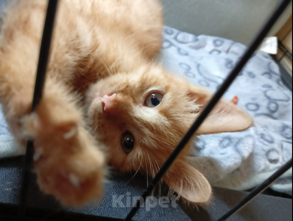 Кошки в Калуге: Котенок Рыжик в добрые руки Мальчик, Бесплатно - фото 1