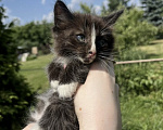 Кошки в других городах Московской области: Котенок в добрые руки Мальчик, Бесплатно - фото 6
