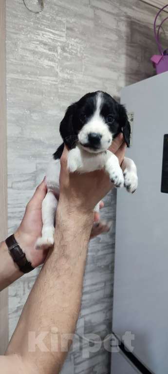 Собаки в Ельце: Продажа щенка русского охотничего спаниеля Девочка, 35 000 руб. - фото 2