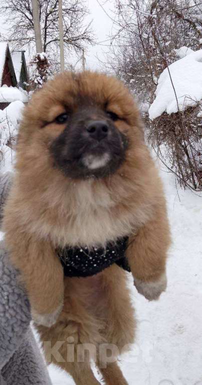 Собаки в Москве: в добрые руки Девочка, Бесплатно - фото 1