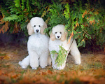 Собаки в Малоярославце: Пудель средний белый щенок Мальчик, Бесплатно - фото 5