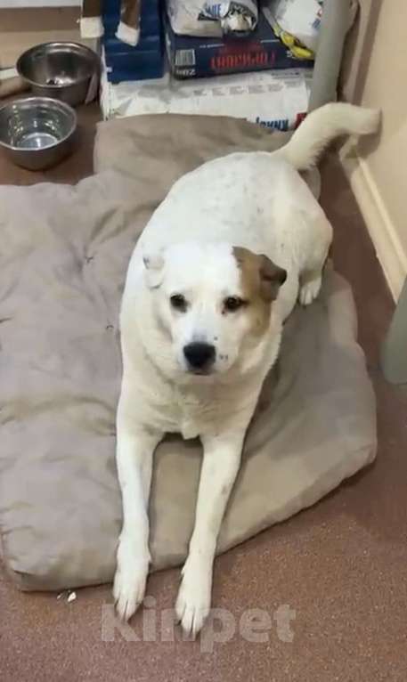 Собаки в других городах Московской области: Девочка в добрые руки Девочка, Бесплатно - фото 1