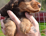 Собаки в Зеленограде: Английский кокер спаниель щенки Мальчик, 30 000 руб. - фото 1