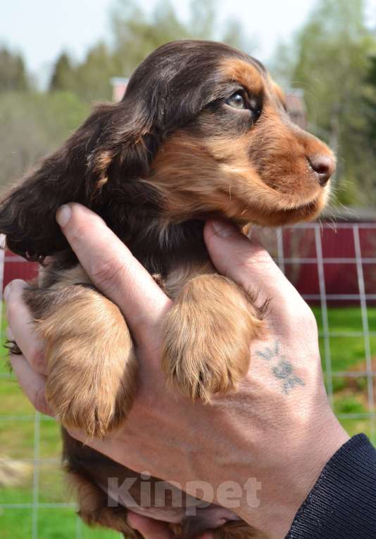 Собаки в Зеленограде: Английский кокер спаниель щенки Мальчик, 30 000 руб. - фото 1