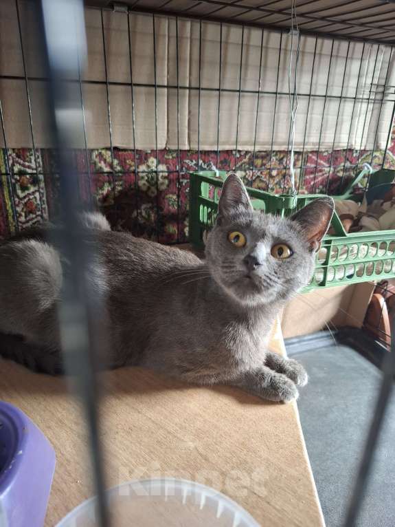 Кошки в Москве: Кошка голубого окраса в добрые руки  Девочка, Бесплатно - фото 7