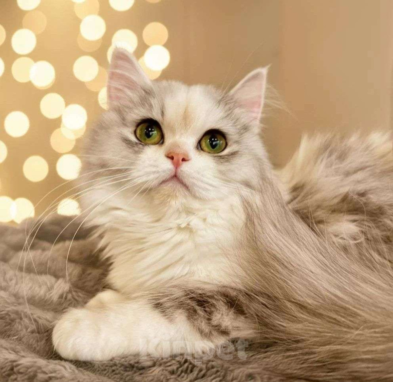 Кошки в Новосибирске: Шотландская прелесть  Девочка, 40 000 руб. - фото 5