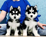 Собаки в Кургане: Хаски Щенки Разных окрасов Разнополые, Бесплатно - фото 1