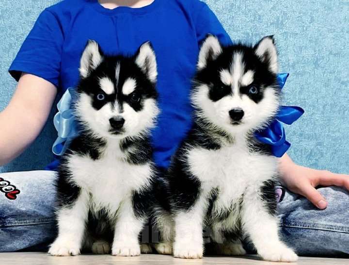 Собаки в Кургане: Хаски Щенки Разных окрасов Разнополые, Бесплатно - фото 1