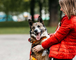 Собаки в Москве: Собака в добрые руки Мальчик, Бесплатно - фото 8