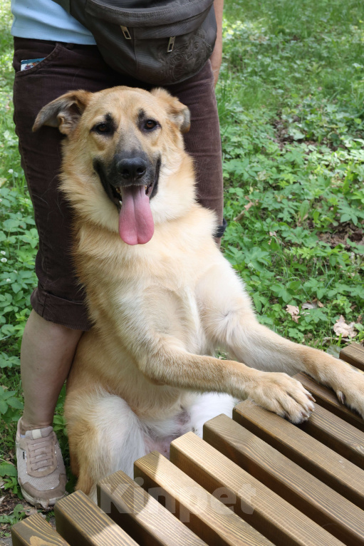 Собаки в Москве: Собака в добрые руки бесплатно Москва Мальчик, Бесплатно - фото 4