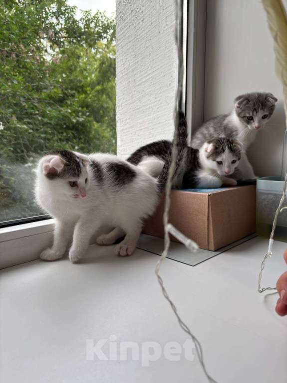 Кошки в Москве: Спичер Мальчик, 50 руб. - фото 2