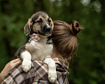 Собаки в Москве: 🐶 Стеша ищет свою семью! 🐶 Девочка, Бесплатно - фото 2