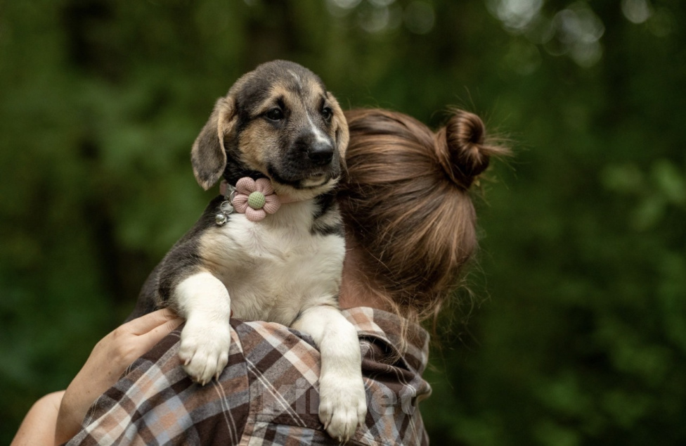 Собаки в Москве: 🐶 Стеша ищет свою семью! 🐶 Девочка, Бесплатно - фото 2