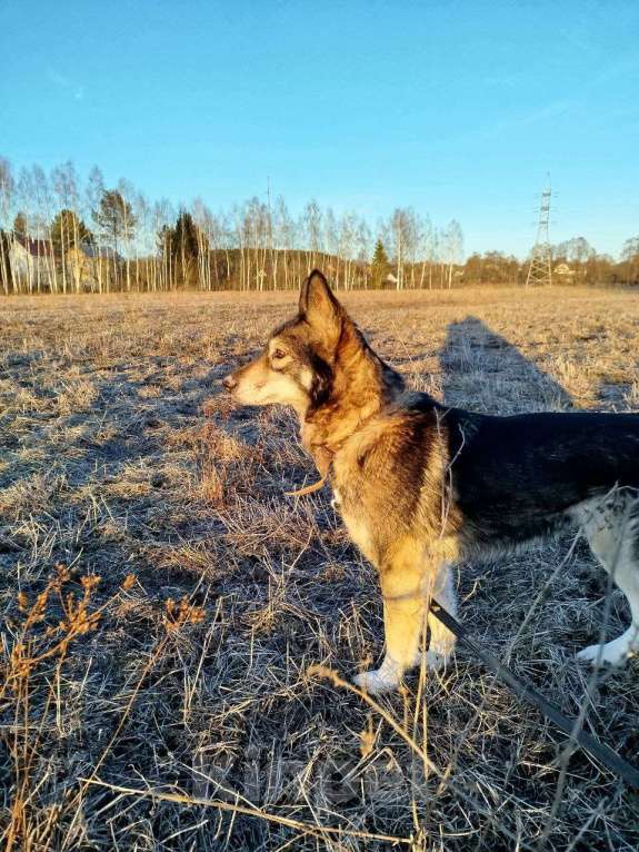 Собаки в других городах Московской области: Отдам собаку хаски Девочка, Бесплатно - фото 3