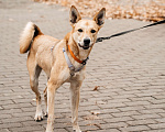 Собаки в Москве: Бемби ждет свою семью Девочка, Бесплатно - фото 4