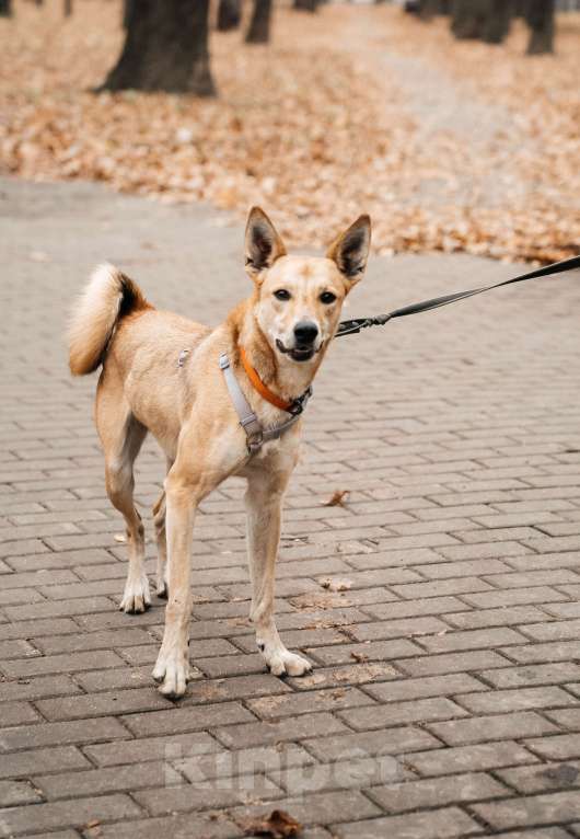 Собаки в Москве: Бемби ждет свою семью Девочка, Бесплатно - фото 4