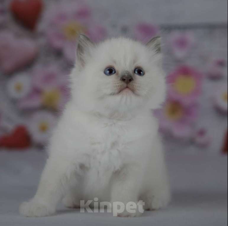 Кошки в Москве: Рэгдолл девочка с серым носиком Девочка, 30 000 руб. - фото 1