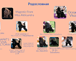 Собаки в Москве: Той пудель девочка Девочка, 150 000 руб. - фото 2